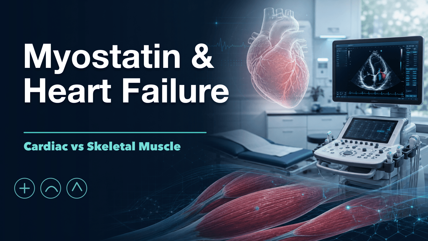 Myostatin and Heart Failure: Cardiac vs Skeletal Muscle cover