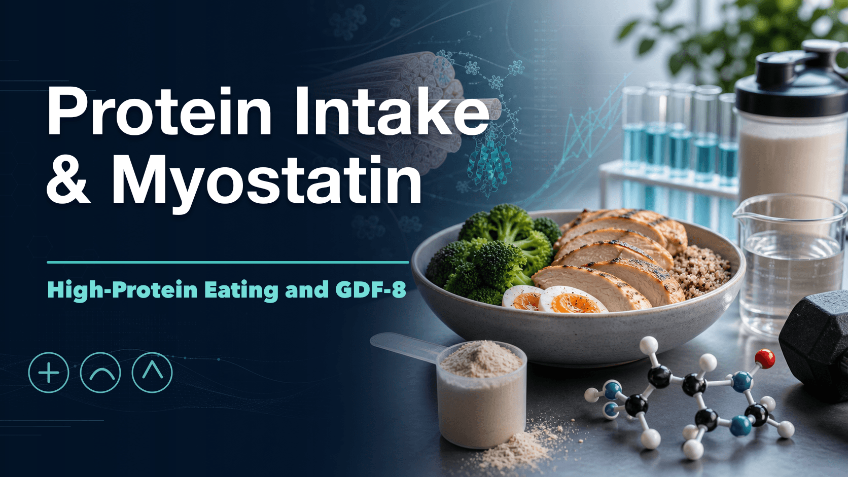 Protein Intake and Myostatin: Does High-Protein Eating Lower It? cover