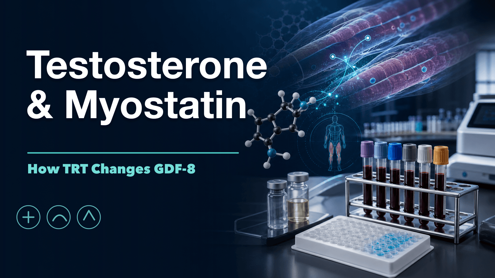 Testosterone and Myostatin: How TRT Lowers GDF-8 cover